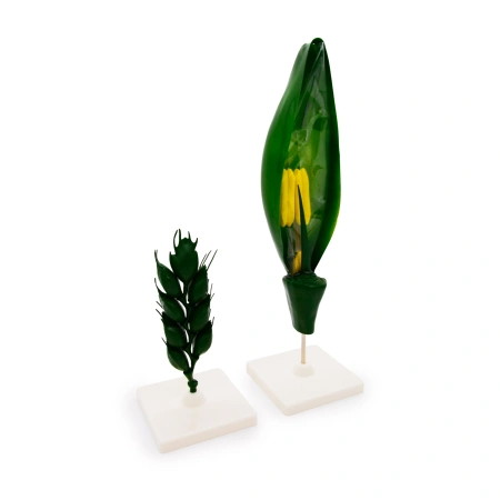 Модель «Цветок пшеницы»